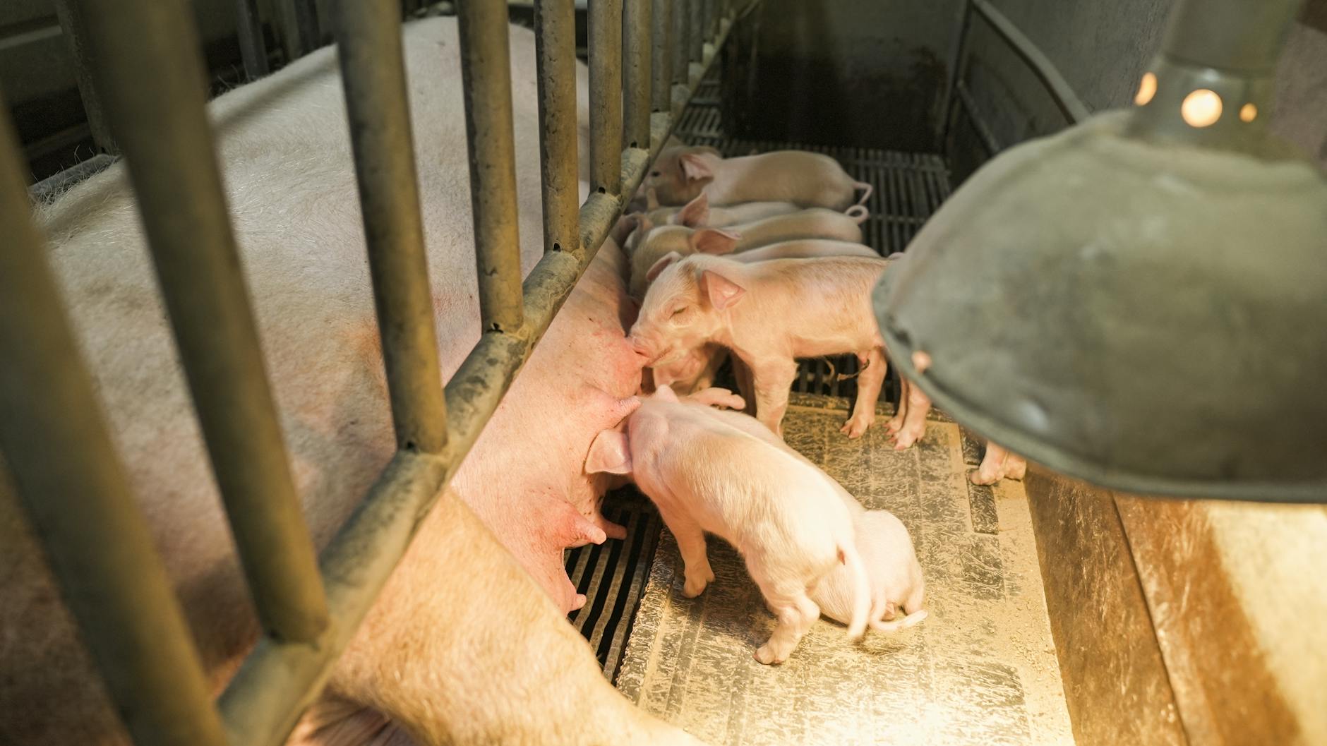 Prawidłowe żywienie loch – o czym należy pamiętać?